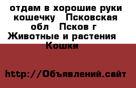 отдам в хорошие руки кошечку - Псковская обл., Псков г. Животные и растения » Кошки   